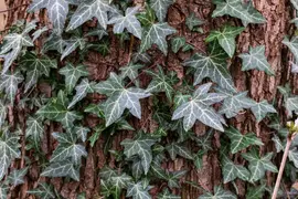 Hedera helix (Klimop) klimplant - afbeelding 91
