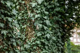 Hedera helix (Klimop) klimplant - afbeelding 92