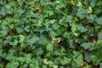 Hedera helix (Klimop) klimplant - afbeelding 94