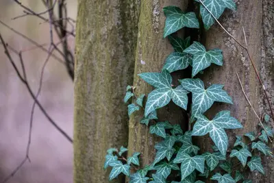 Hedera helix (Klimop) klimplant - afbeelding 95