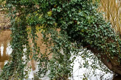 Hedera helix (Klimop) klimplant - afbeelding 98