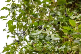 Hedera helix (Klimop) klimplant - afbeelding 101