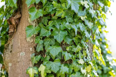 Hedera helix (Klimop) klimplant - afbeelding 108