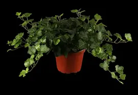 Hedera helix (Klimop) klimplant - afbeelding 6