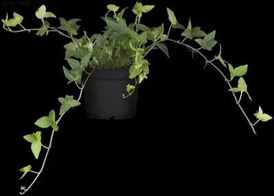 Hedera helix (Klimop) klimplant - afbeelding 60