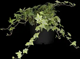 Hedera helix (Klimop) klimplant - afbeelding 73
