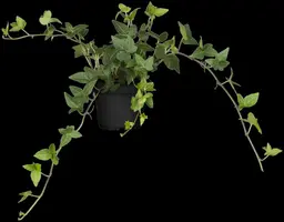 Hedera helix (Klimop) klimplant - afbeelding 58