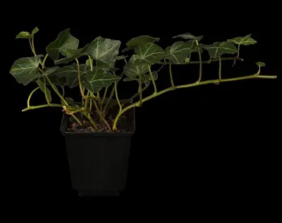 Hedera helix (Klimop) klimplant - afbeelding 9