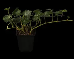 Hedera helix (Klimop) klimplant - afbeelding 9