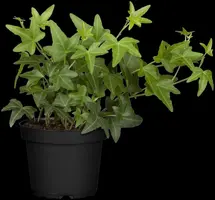 Hedera helix (Klimop) klimplant - afbeelding 67