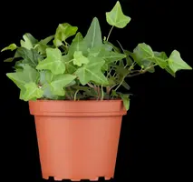 Hedera helix (Klimop) klimplant - afbeelding 16