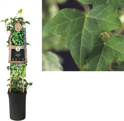 Hedera helix (Klimop) klimplant - afbeelding 1