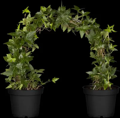 Hedera helix (Klimop) klimplant - afbeelding 27