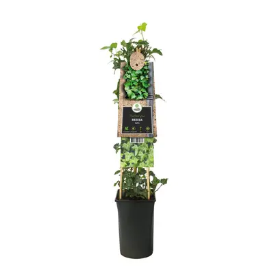 Hedera helix (Klimop) klimplant - afbeelding 2