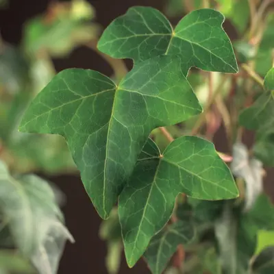 Hedera helix (Klimop) klimplant - afbeelding 4
