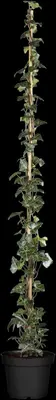 Hedera helix (Klimop) klimplant - afbeelding 48