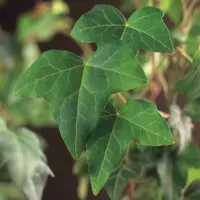 Hedera helix (Klimop) klimplant 75cm - afbeelding 4