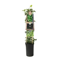 Hedera helix (Klimop) klimplant 75cm - afbeelding 2