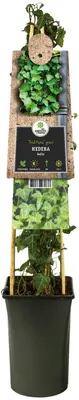 Hedera helix (Klimop) klimplant - afbeelding 3
