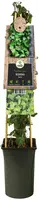Hedera helix (Klimop) klimplant - afbeelding 3