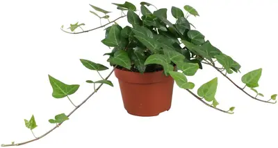 Hedera helix 'Mein Herz' (Klimop) 30cm - afbeelding 1