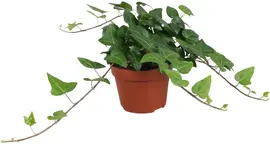 Hedera helix 'Mein Herz' (Klimop) 30cm - afbeelding 1