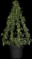 Hedera helix 'Natasja' (Klimop) klimplant - afbeelding 45