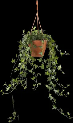 Hedera helix 'Natasja' (Klimop) klimplant - afbeelding 76