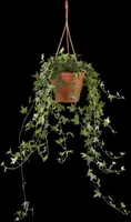Hedera helix 'Natasja' (Klimop) klimplant - afbeelding 76