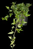 Hedera helix 'Natasja' (Klimop) klimplant - afbeelding 23