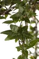 Hedera helix 'Natasja' (Klimop) klimplant - afbeelding 29