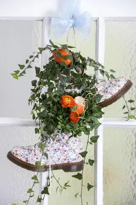 Hedera helix 'Natasja' (Klimop) klimplant - afbeelding 36