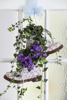 Hedera helix 'Natasja' (Klimop) klimplant - afbeelding 41