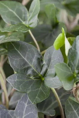 Hedera helix 'Natasja' (Klimop) klimplant - afbeelding 59