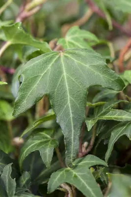 Hedera helix 'Natasja' (Klimop) klimplant - afbeelding 70