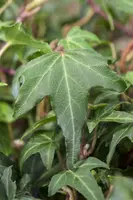 Hedera helix 'Natasja' (Klimop) klimplant - afbeelding 70