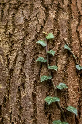 Hedera helix 'Natasja' (Klimop) klimplant - afbeelding 91