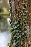 Hedera helix 'Natasja' (Klimop) klimplant - afbeelding 94