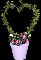 Hedera helix 'Natasja' (Klimop) klimplant - afbeelding 15