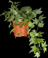 Hedera helix 'Natasja' (Klimop) klimplant - afbeelding 22
