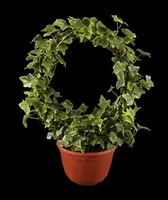 Hedera helix 'Natasja' (Klimop) klimplant - afbeelding 3