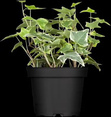 Hedera helix 'Natasja' (Klimop) klimplant - afbeelding 13