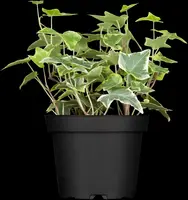 Hedera helix 'Natasja' (Klimop) klimplant - afbeelding 13