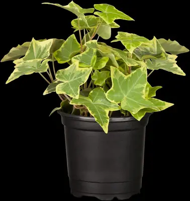Hedera helix 'Natasja' (Klimop) klimplant - afbeelding 26