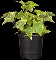 Hedera helix 'Natasja' (Klimop) klimplant - afbeelding 26