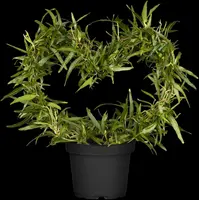 Hedera helix 'Natasja' (Klimop) klimplant - afbeelding 24