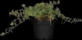 Hedera helix 'Natasja' (Klimop) klimplant - afbeelding 61