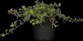 Hedera helix 'Natasja' (Klimop) klimplant - afbeelding 62