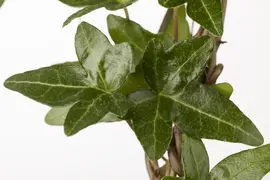 Hedera helix 'Natasja' (Klimop) klimplant - afbeelding 28