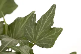 Hedera helix 'Natasja' (Klimop) klimplant - afbeelding 32